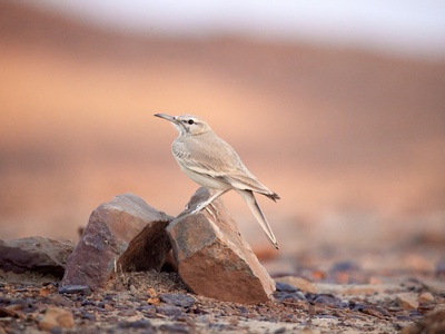 Desert lark