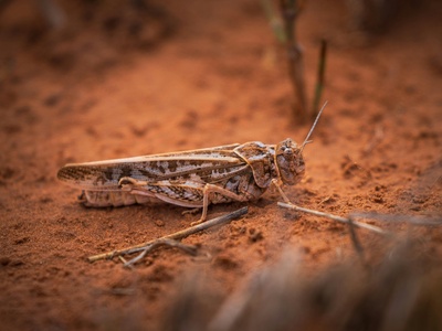 Desert locust