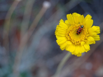 Desert marigold