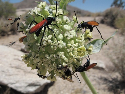 Desert milkweed
