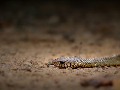 Desert night snake