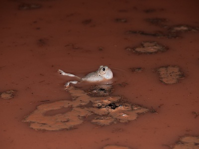 Desert spadefoot toad