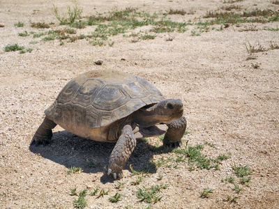 Desert tortoise