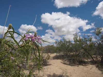 Desert willow