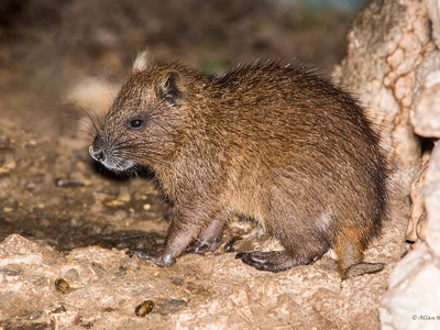 Desmarest's hutia