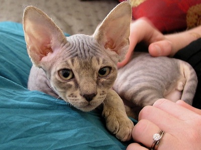 Devon Rex