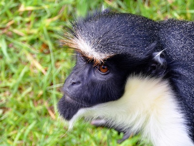 Diana monkey