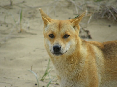 Dingo