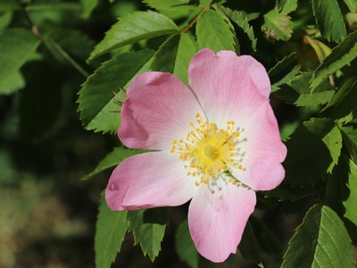 Dog rose