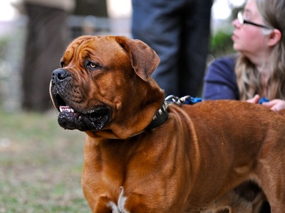 Dogue de Bordeaux