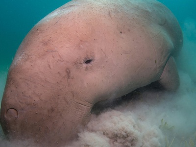 Dugong