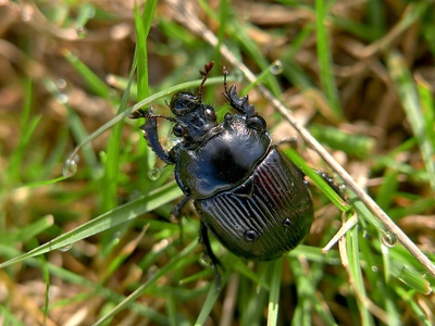 Dung beetle (tunneller)