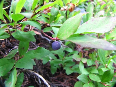 Dwarf bilberry