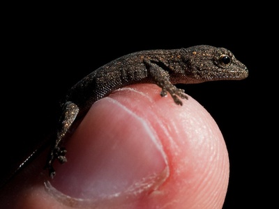 Dwarf gecko