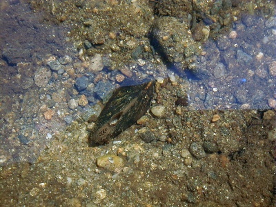 Dwarf wedgemussel