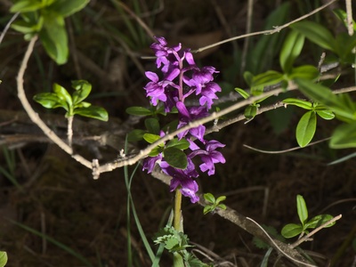Early-purple orchid