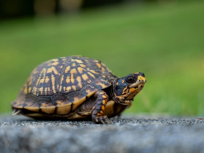 Eastern box turtle
