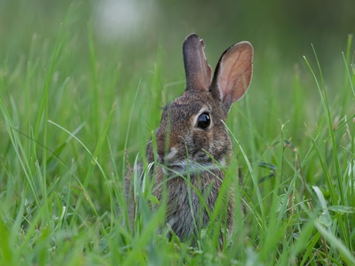 Eastern cottontail