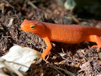 Eastern newt (red eft juvenile)