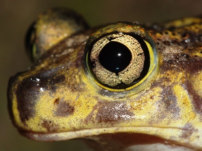 Eastern spadefoot
