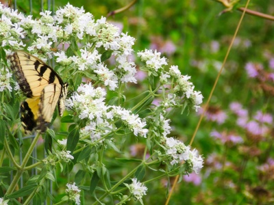 Eastern Tiger Swallowtail