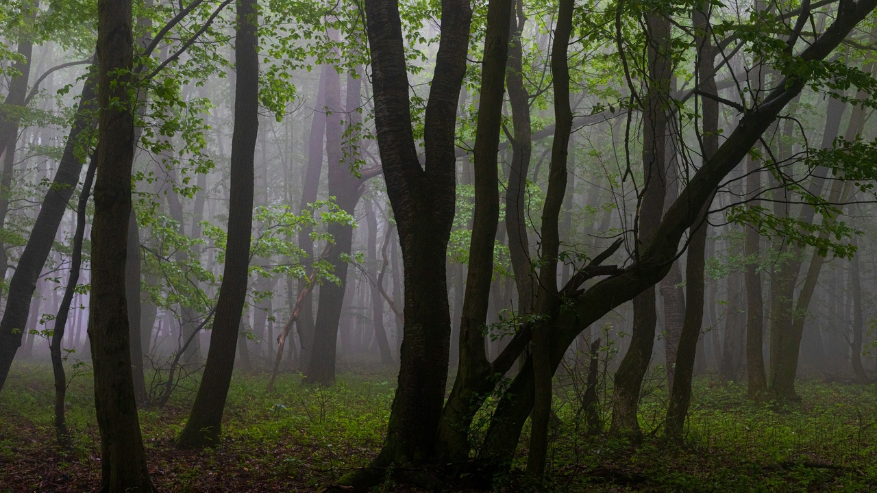 Oak and beech forest with a diverse understory in Hungary