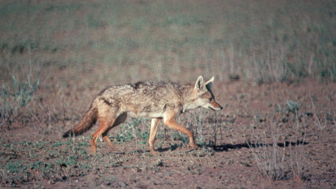 Jackal feeding on fruit and small prey in mixed habitat