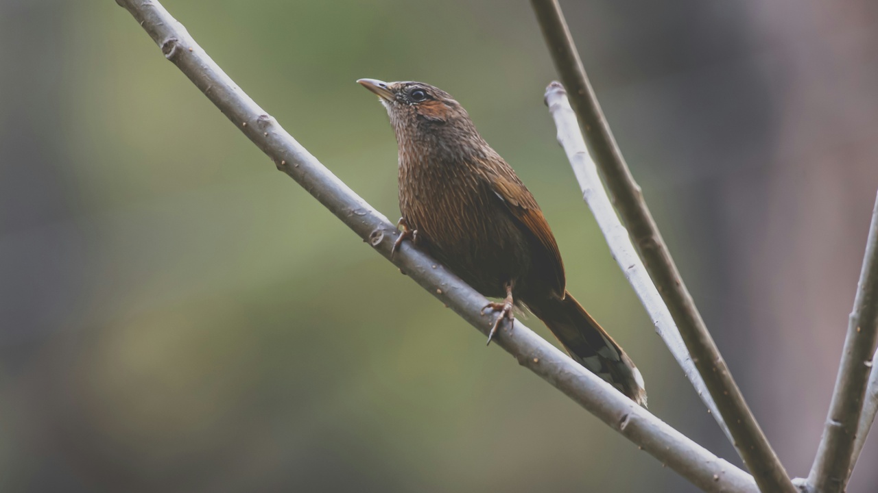 Migratory songbird flying over a forested stopover site