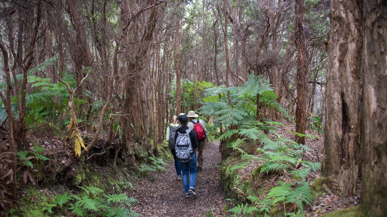 Fern in a rainforest understory showing large fronds and tree fern trunk