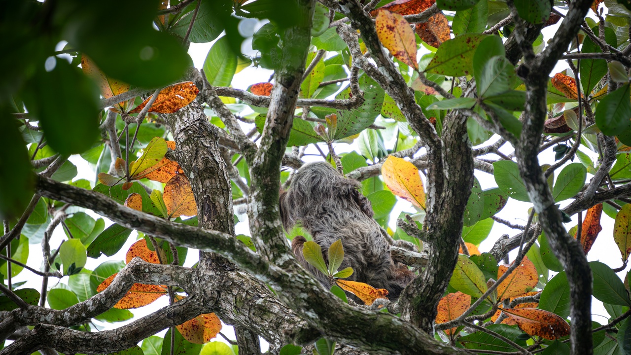 Forest canopy habitat for sloths and open habitat where anteaters forage