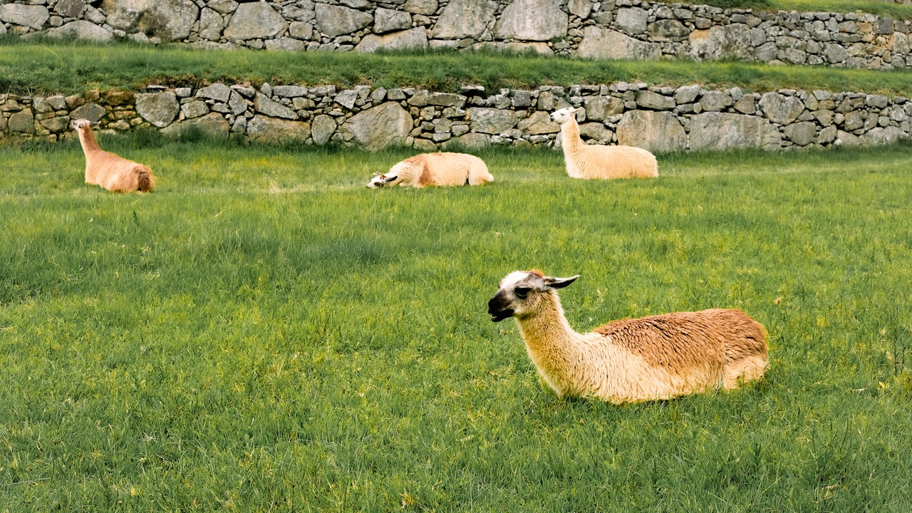 Alpaca yarn and knitwear made from natural fleece.