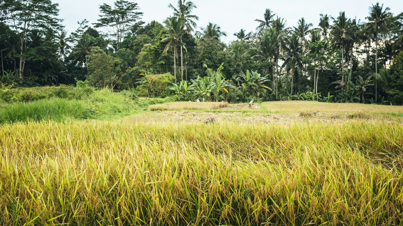 Traditional wild rice harvest in a cedar canoe and expansive paddy fields from above