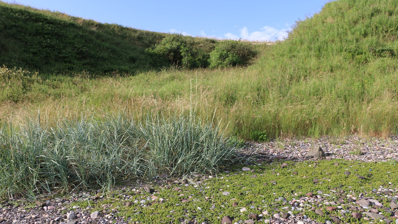Young plants colonizing volcanic ash at Mount St. Helens