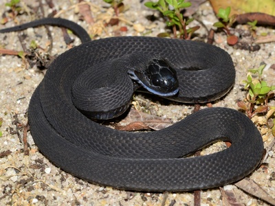 Egg-eating snake