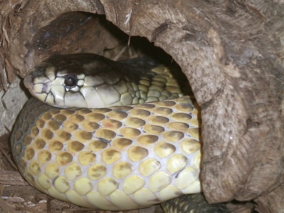Egyptian cobra