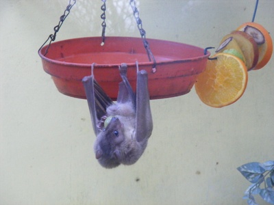 Egyptian fruit bat