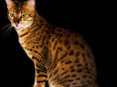 Egyptian Mau