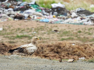 Egyptian vulture
