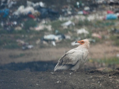 Egyptian vulture