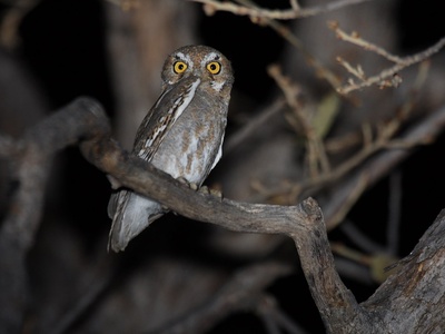 Elf owl