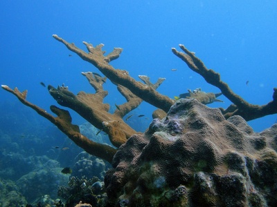 Elkhorn coral