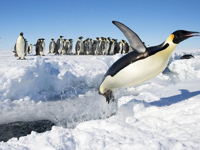 Emperor penguin