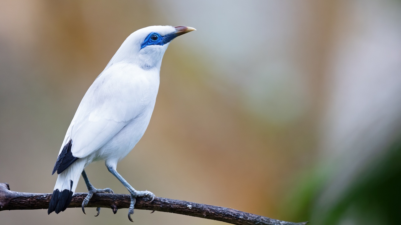 Bali myna, birds-of-paradise and Sulawesi endemic species