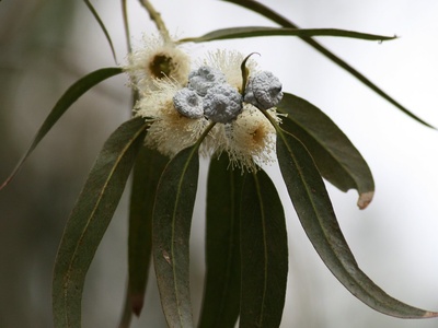 Eucalyptus globulus