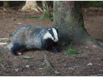 Eurasian badger