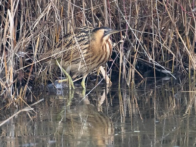 Eurasian Bittern