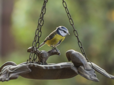 Eurasian blue tit