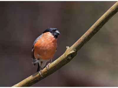 Eurasian Bullfinch