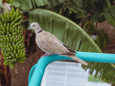 Eurasian Collared Dove