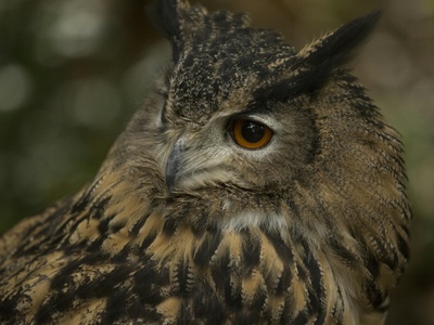 Eurasian eagle-owl